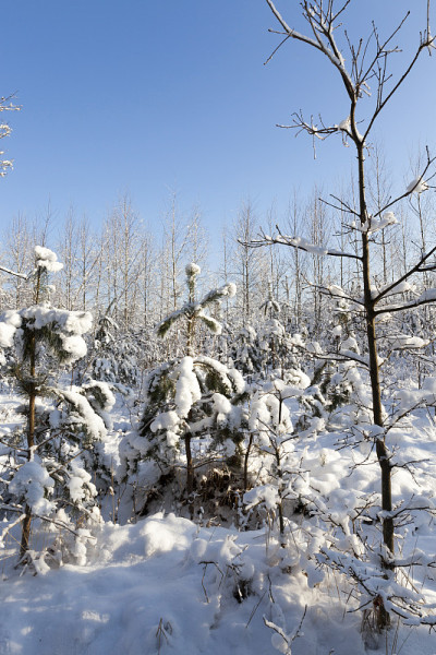 冬天雪积起来