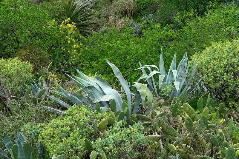 岛上有天然植物、绿色植物和仙人掌