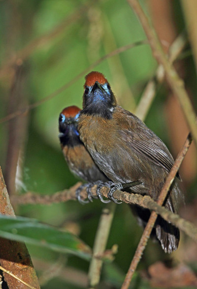 Fluffy-backed Tit-babbler