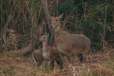 Nilgai