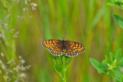 野草贝母(Melitaea athalia)，有着美丽的绿色背景。
