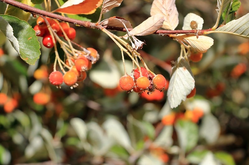 Close view of cluster of berries of greak whitebea