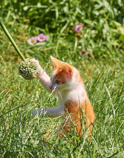 草丛里的小猫。