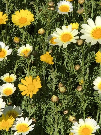 黄色和白色的雏菊