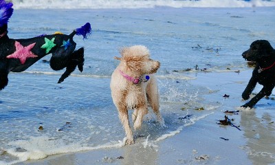 贵宾犬海滩的一天