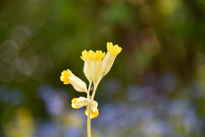 九轮草花头特写