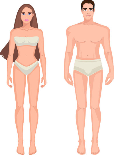 男性和女性身体的示意图