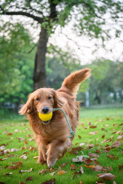 金毛寻回犬在公园里玩耍
