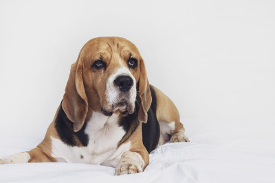 滑稽的小猎犬躺在床上