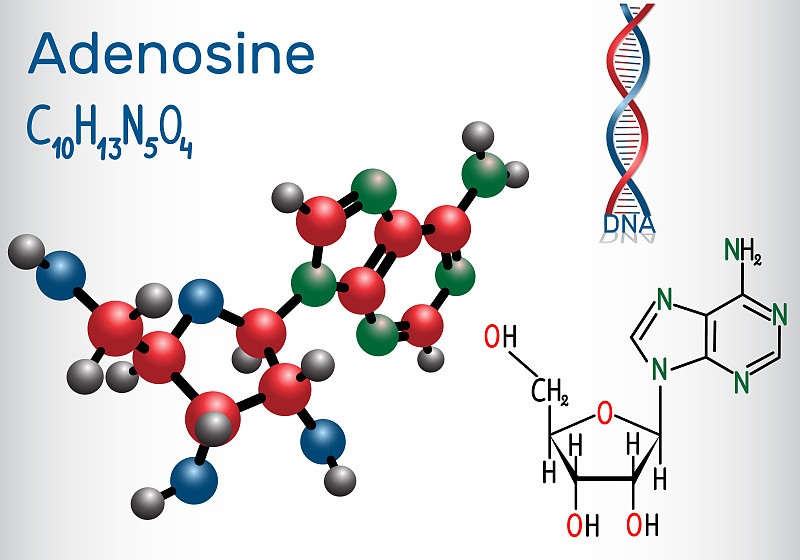 腺苷-嘌呤核苷分子是ATP、ADP、cAMP、RNA、DNA的重要组成部分