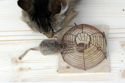 猫捉老鼠