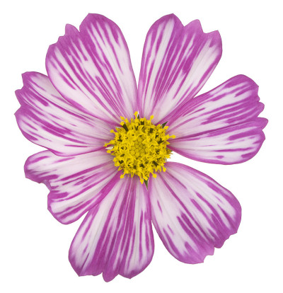 花孤立