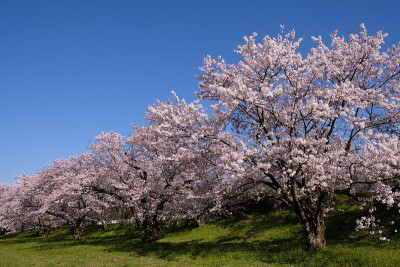 三谷的樱花。
