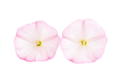 旋花类花孤立