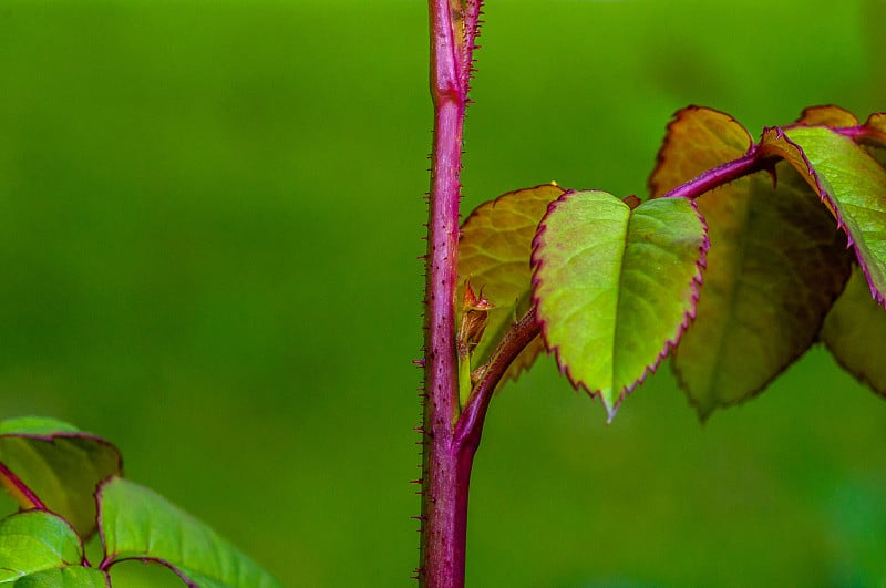 生长在Hatanpää植物园的玫瑰Postillion，坦佩雷，芬兰