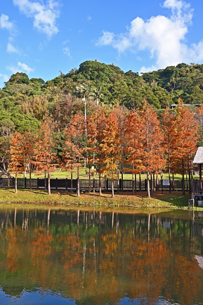 美国水松树