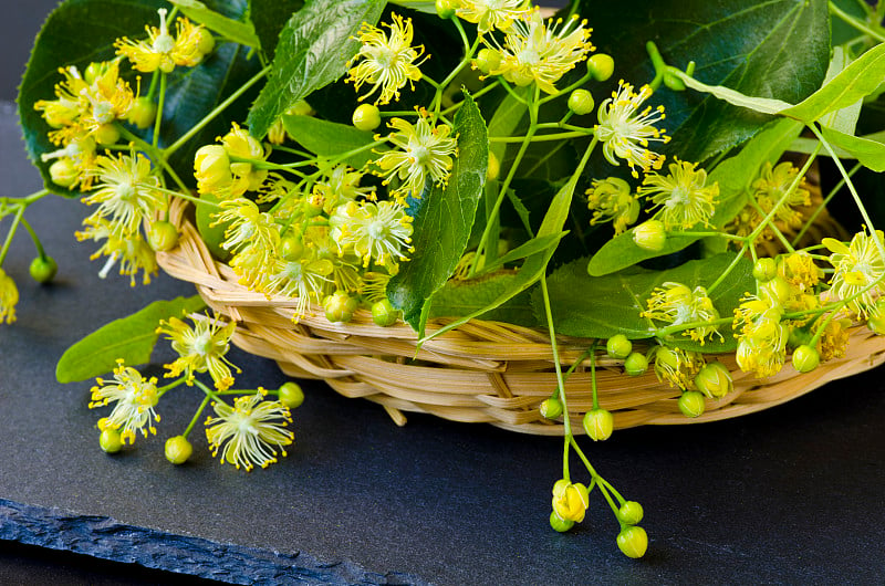 草药疗法。石灰花在一个篮子里。