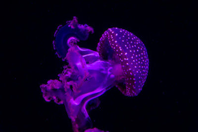 水母