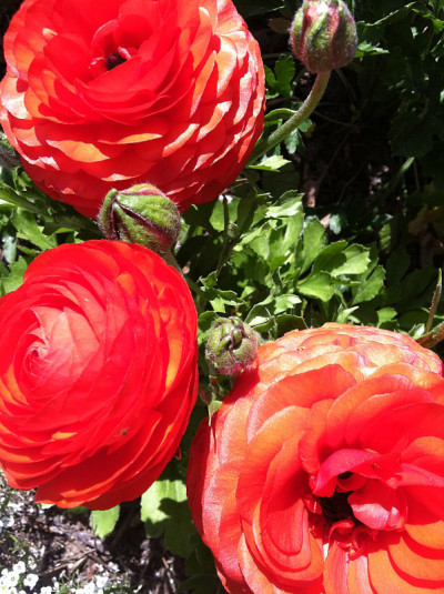 花