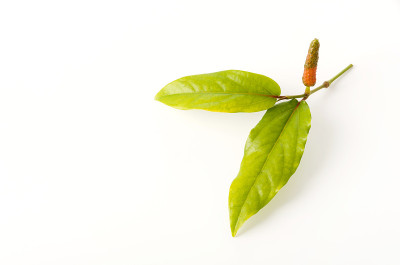皮帕苏，爪哇龙椒，逆行胡椒，白底草本植物，