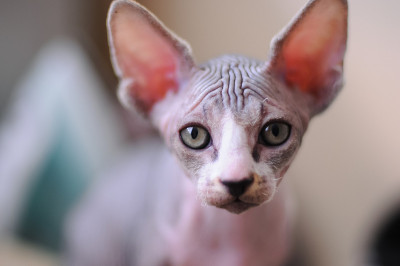 光猫Sphynx