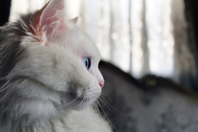 美丽的画像白色的猫与蓝色的眼睛