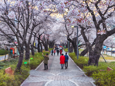 鸟瞰图樱花盛开的Jakcheonjeong，榆州，蔚山，韩国