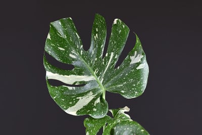 热带白色洒叶罕见的杂色奇异的“Monstera Deliciosa Thai星座”室内植物在黑色的背