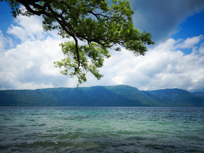 日本北海道的托雅湖清澈的湖水和翠绿的松树树枝，在阳光明媚的日子里，云朵美丽