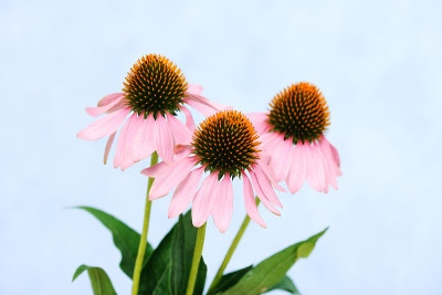 紫锥菊的花