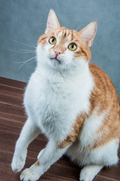 很棒的家养玩猫