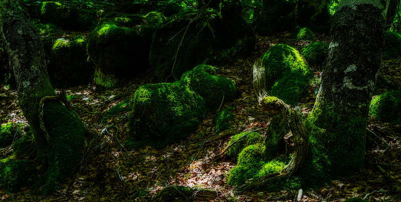 苔藓海滩木材，童话forrest, lozere，法国。