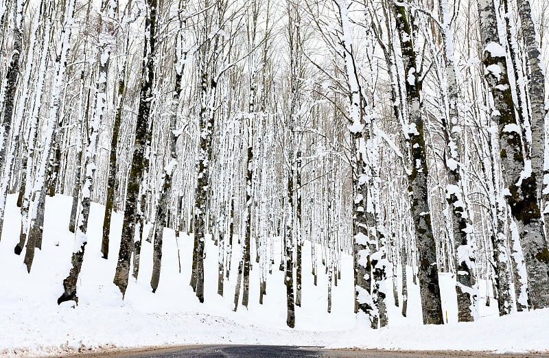 在积雪覆盖的松树森林中间经过的道路的视图。意大利的冬天。意大利阿布鲁佐、拉齐奥和莫利塞国家公园。