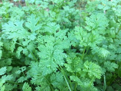 种植香菜树