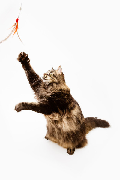 玩具缅因猫