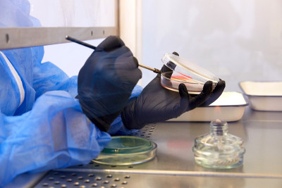 在微生物实验室操作培养皿的技术员或科学家的手套手。细菌培养基。微生物学家。细菌