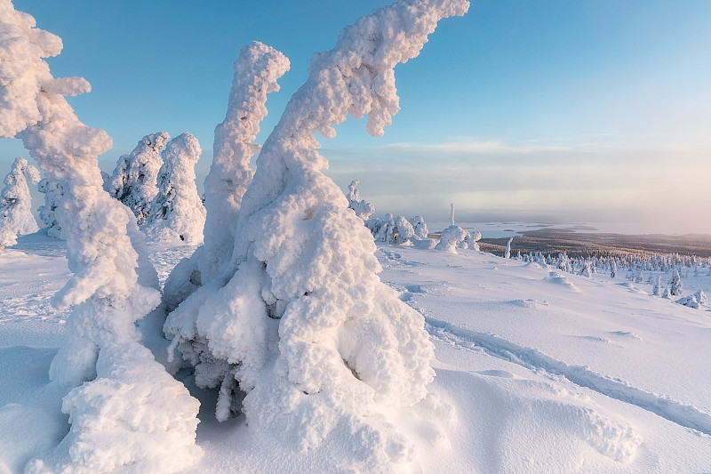 在芬兰拉普兰的冬季森林里，冰雪覆盖的树木的冬季景观。