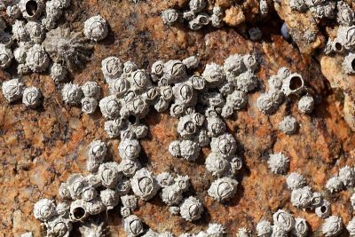 波利星状藤壶壳，星状Chthamalus stellatus，在岩石基底上