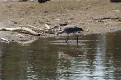Blue Heron