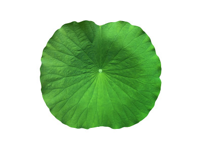 鲜绿的荷叶孤立在白色的背景上。