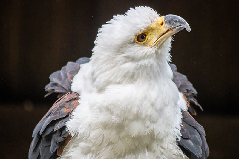 鱼鹰(Haliaeetus vocifer)是一种非洲猛禽，属于鹰科(鹰科)