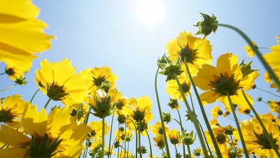 花