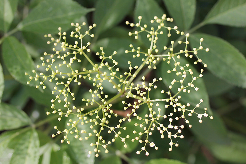 Elderberry (Sambucus)