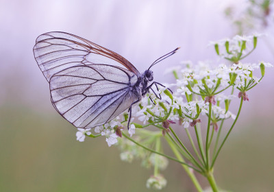 Aporia crataegi，黑脉白色。