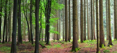 黑暗的山毛榉森林与落叶在雾中的地面上，赫福德，德国