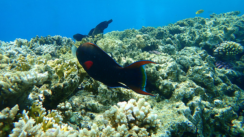 黑鹦嘴鱼或黑色鹦嘴鱼，暗色鹦嘴鱼(Scarus niger)在红海海底