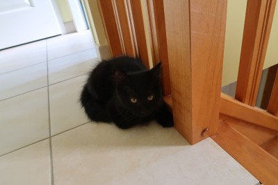 小黑猫叫幸运