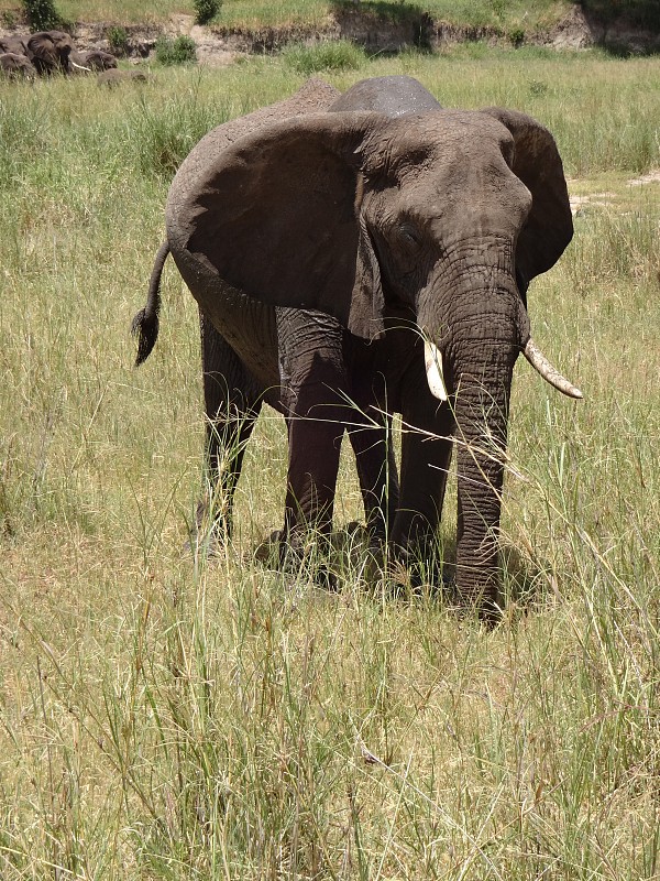 Safari坦桑尼亚