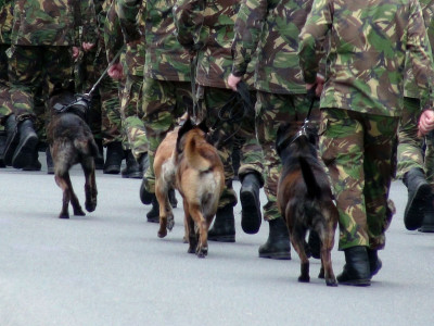 军官们带着警犬行进的场景