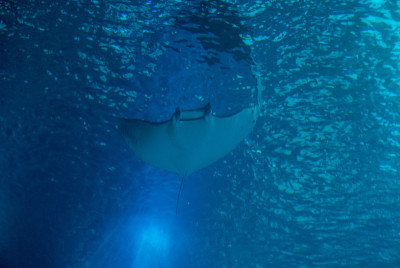 葡萄牙里斯本城的发现者。浪漫的欧洲周末。Oceanario葡京的